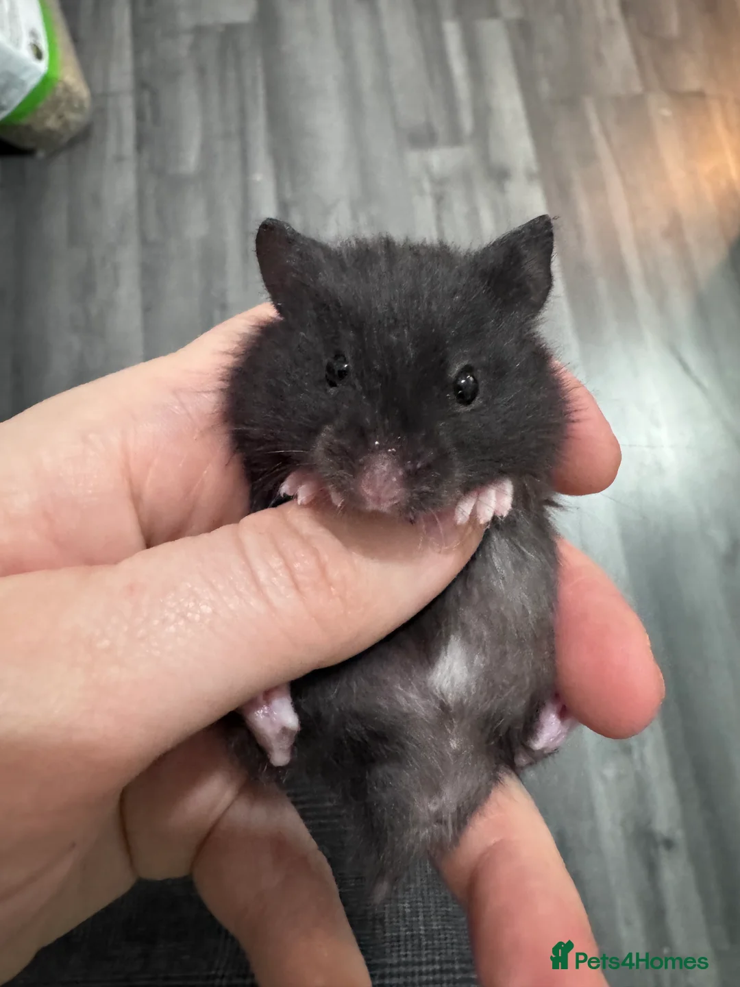 Hamster rodents for sale: Male and female baby syrian hamsters - Advert 2