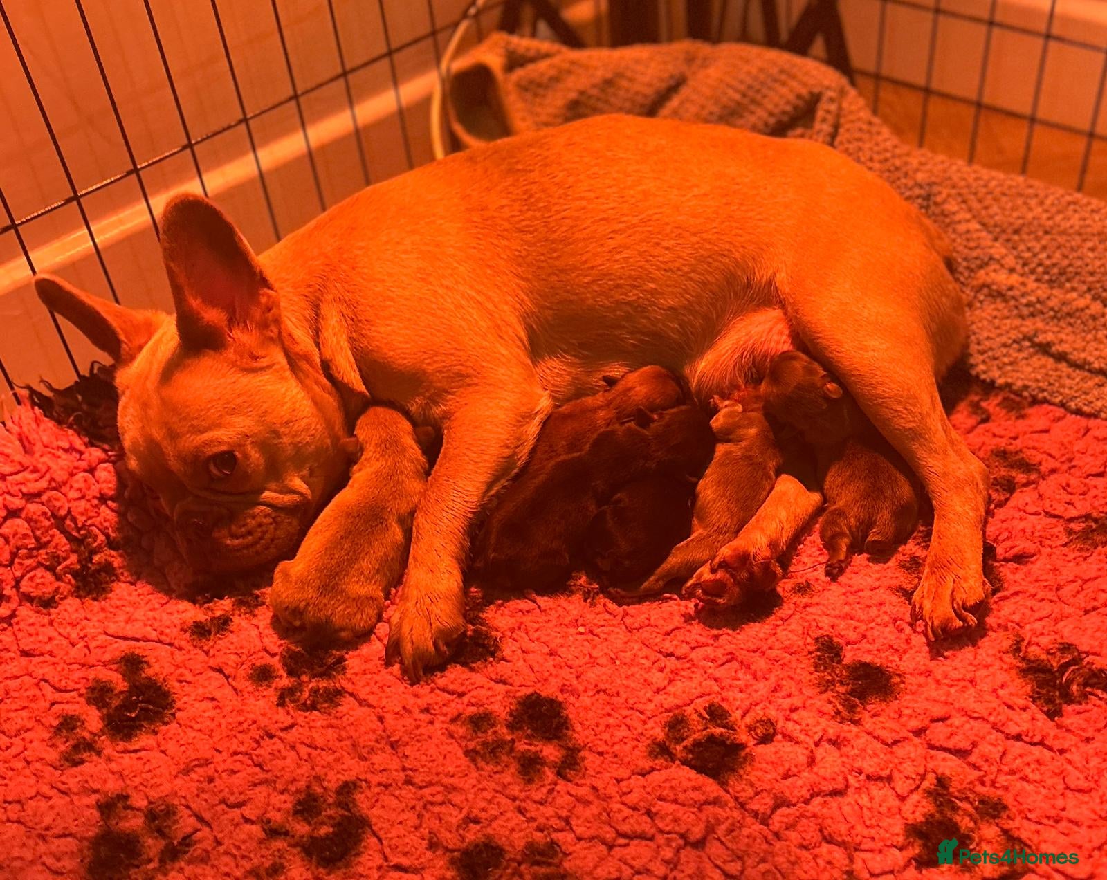 French Bulldog dogs Gorgeous Fluffy French Bulldog Puppies  - Advert 1