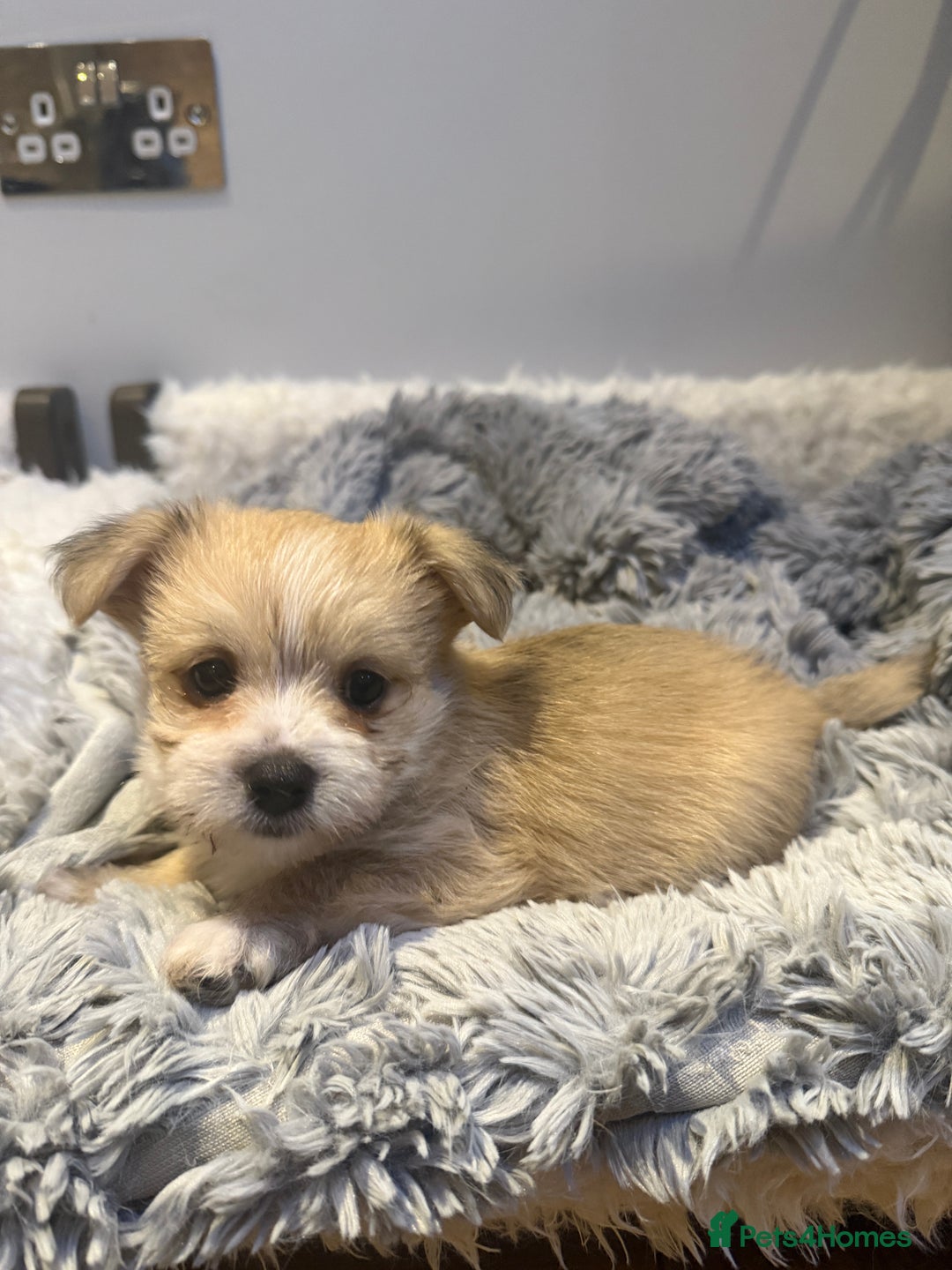 Mixed Breed dogs for sale: Unique mix - Maltese x JackChi Puppies - Advert 6