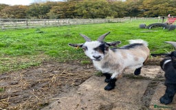 Goats livestock for sale: Six Pygmy goats for sale  - Image 3