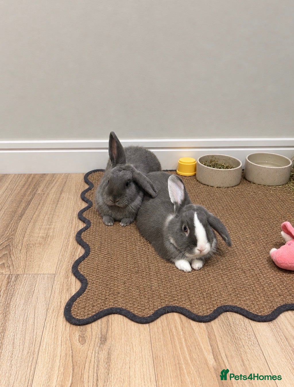 Mixed Breed rabbits Mum and son for sale  - Advert 2