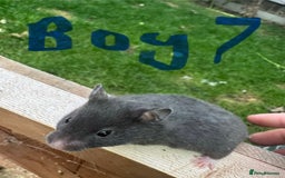 Hamster rodents for sale: Baby syrian hamsters males and females - Image 14