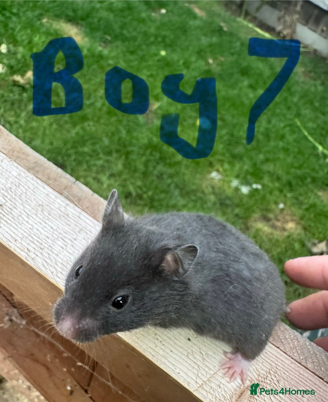 Hamster rodents for sale: Baby syrian hamsters males and females - Image 14