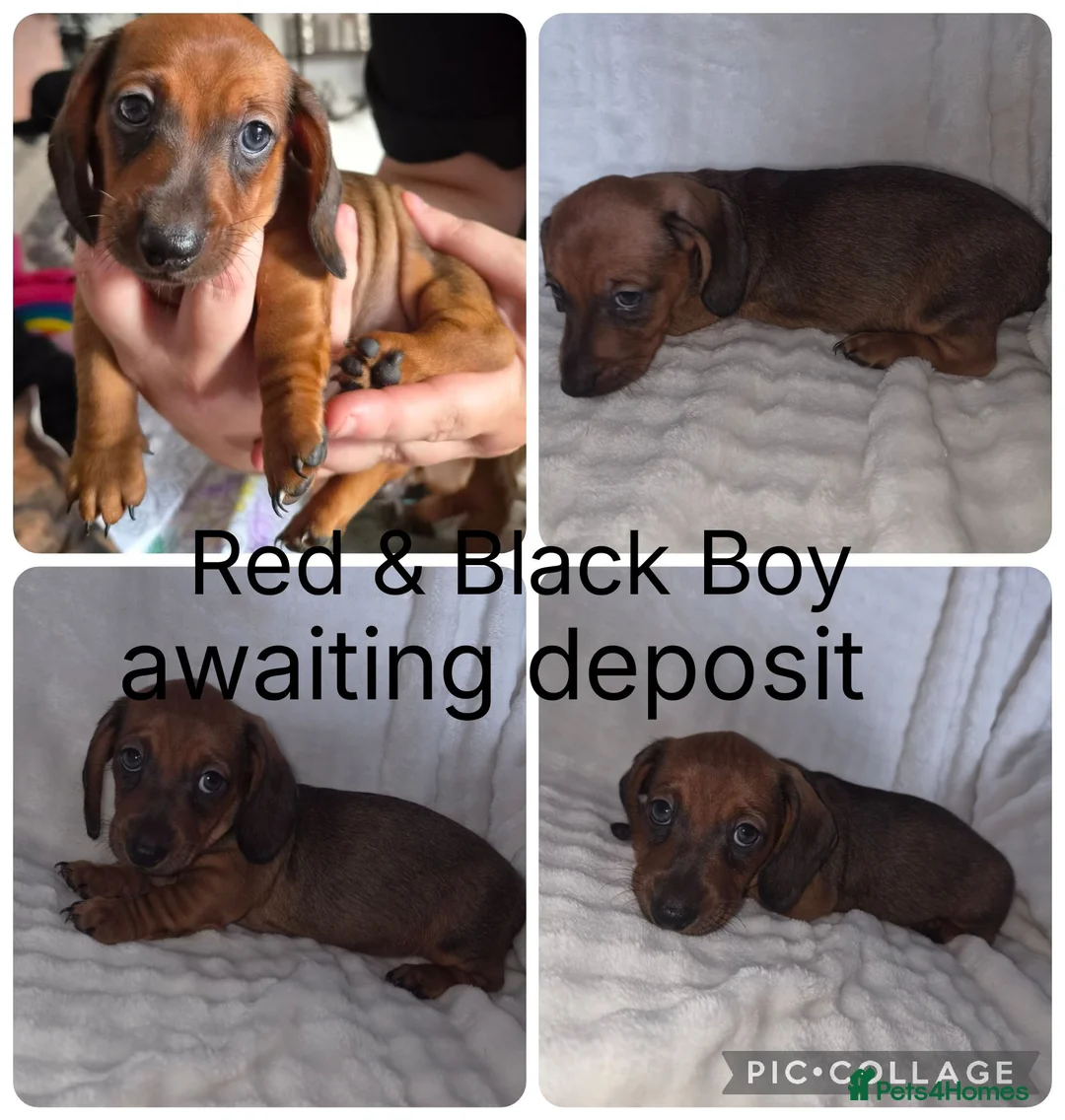 Miniature Dachshund dogs for sale: Miniature Dachshund - Advert 2
