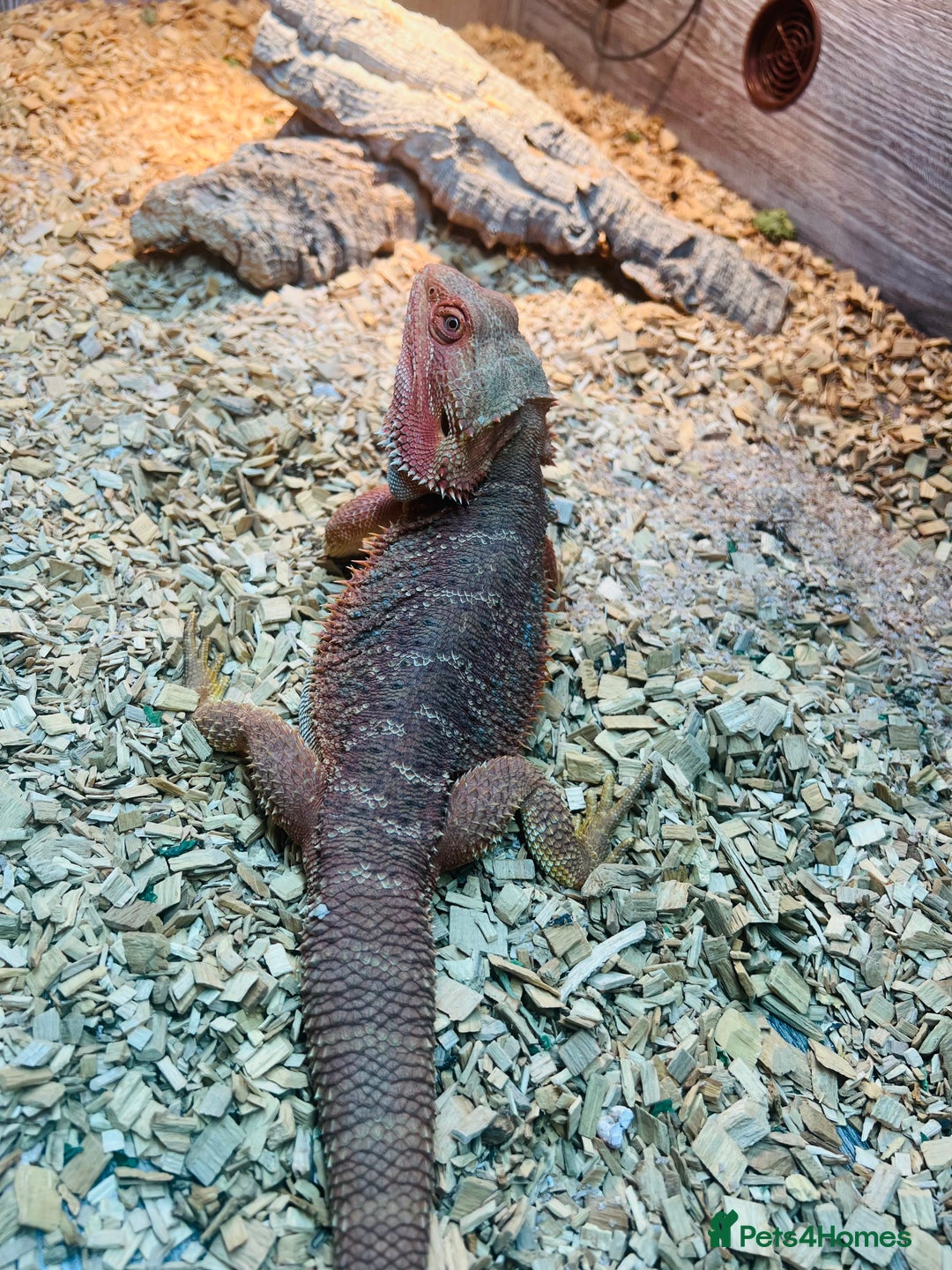 Bearded Dragon reptiles for sale: Red bearded dragon  - Advert 6