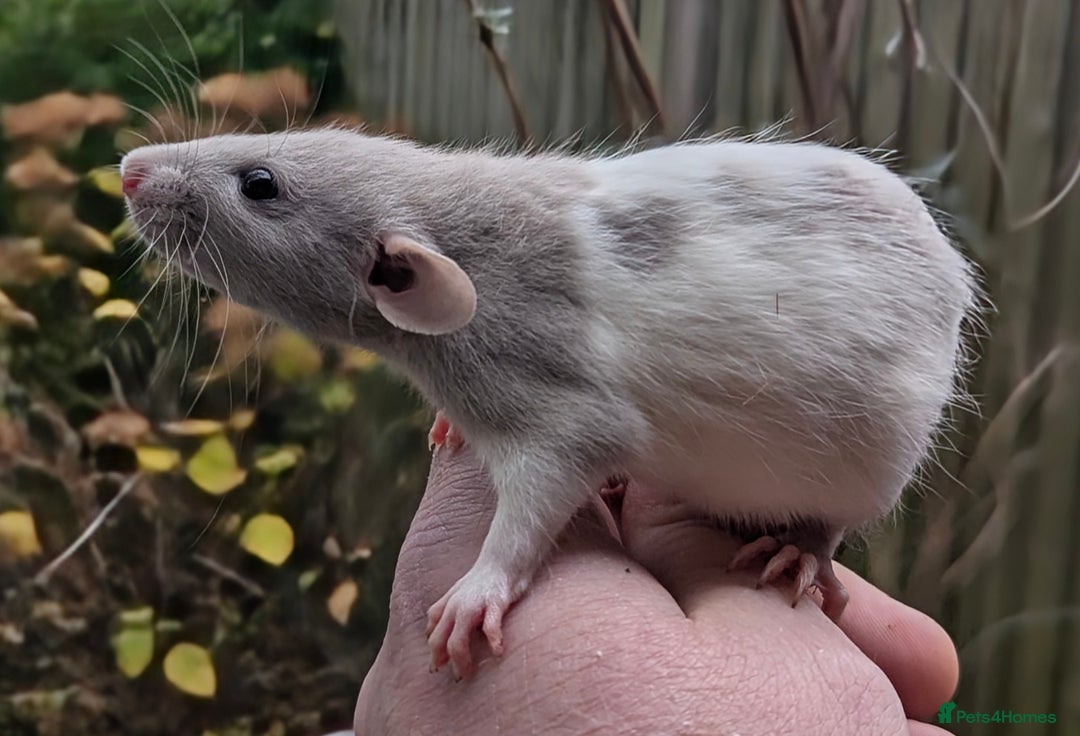 Rat rodents for sale: Baby rats various breeds available - Advert 3