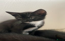 Mixed Breed cats for sale: 1 girl left - Image 6