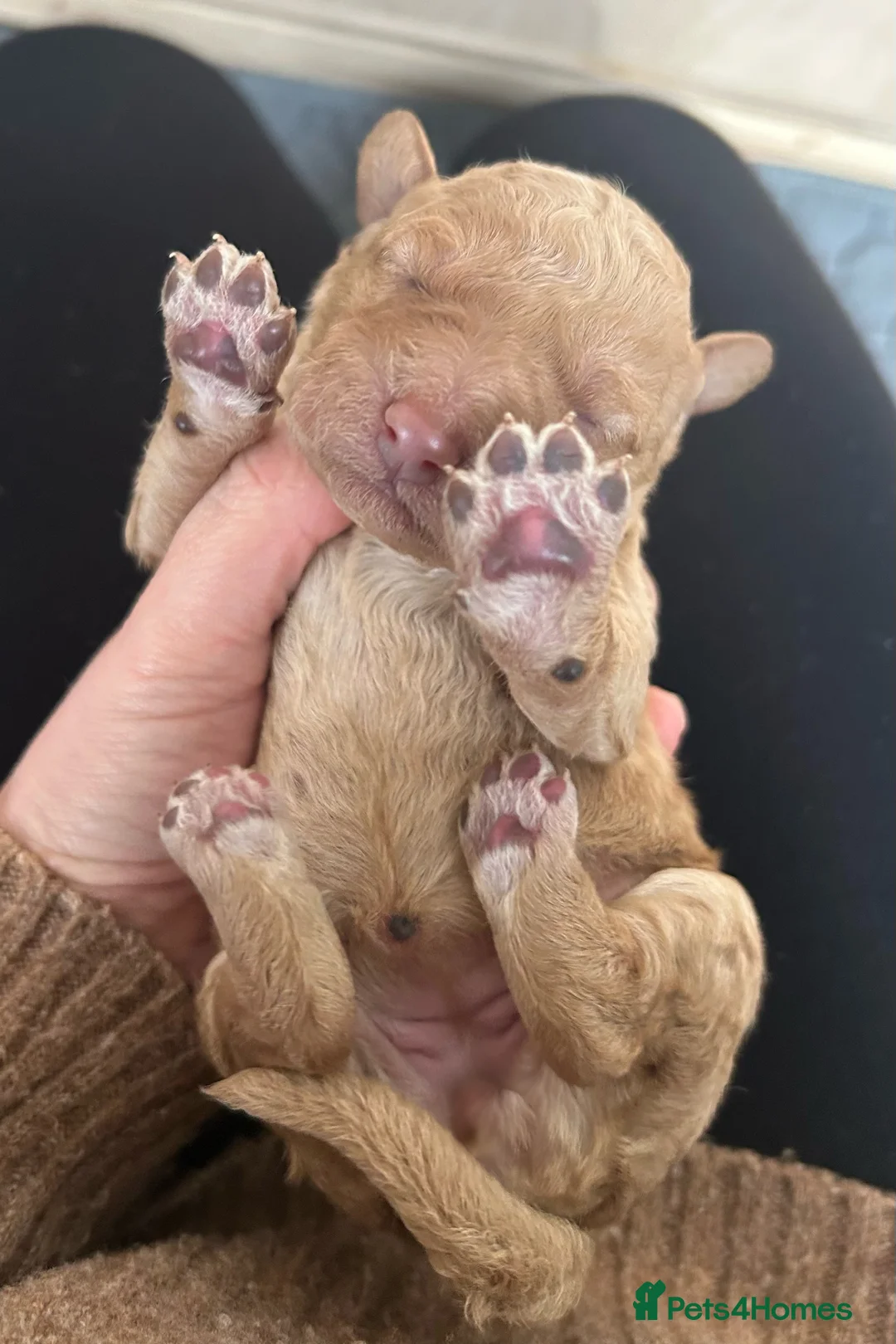 Goldendoodle dogs for sale: Stunning Goldendoodle Pups - Advert 5