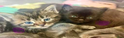 Mixed Breed cats for sale: 3 fluffy kittens and 3 silver tabbies  - Advert 12