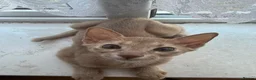 Abyssinian cats for sale: Abyssinian Kitten in Enfield - Advert 3