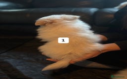 Pomeranian dogs for sale: Pomeranian puppies for sale - Advert 3