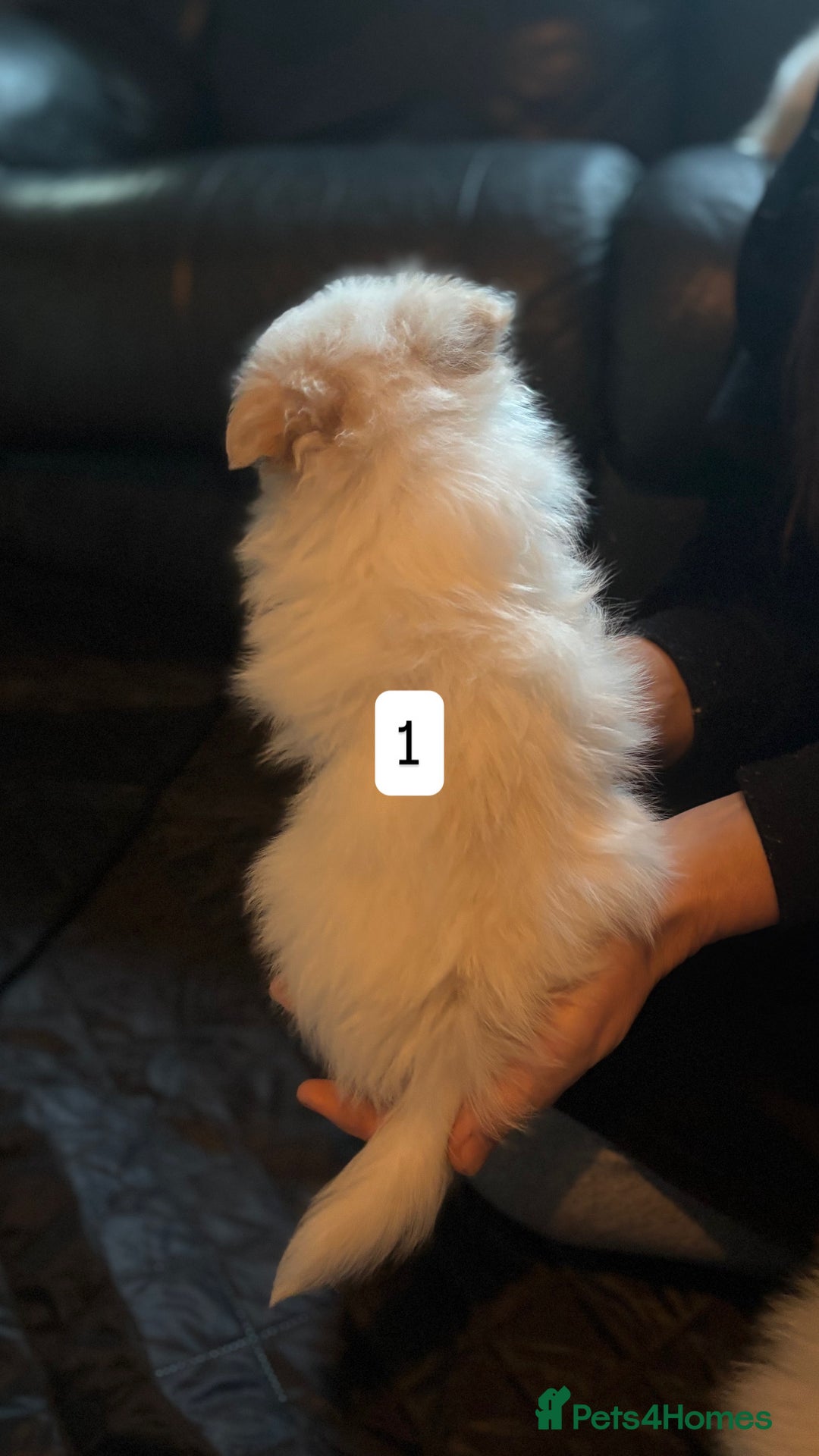 Pomeranian dogs for sale: Pomeranian puppies for sale - Advert 3