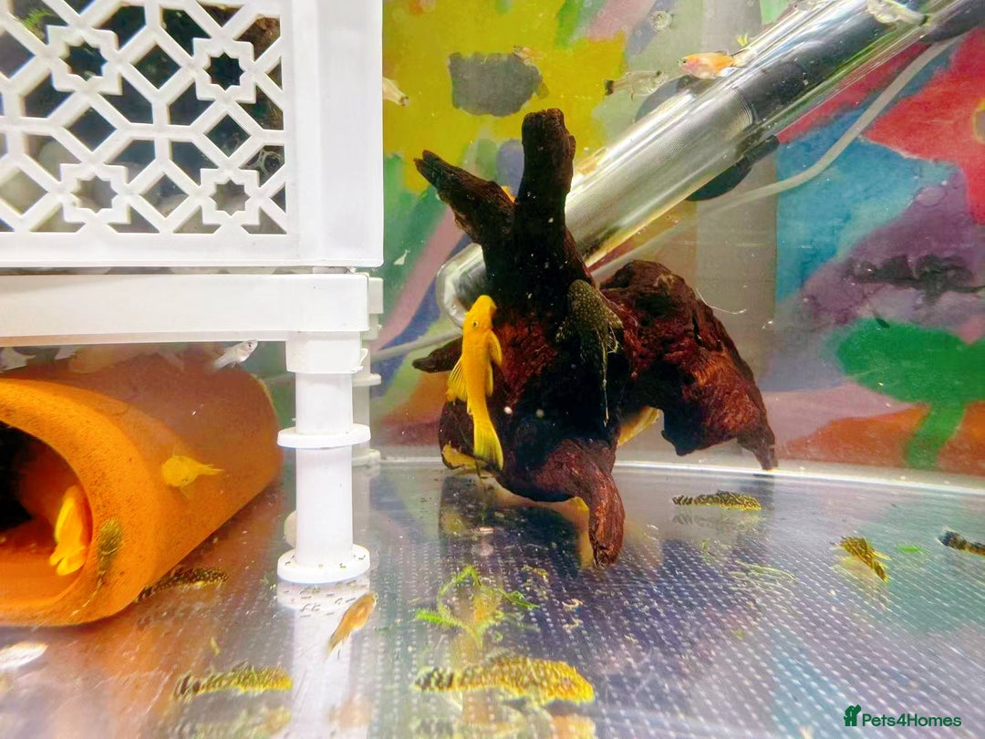 Plecos fish for sale: Bristlenose Pleco Golden&Snowflake – Various Sizes - Advert 20