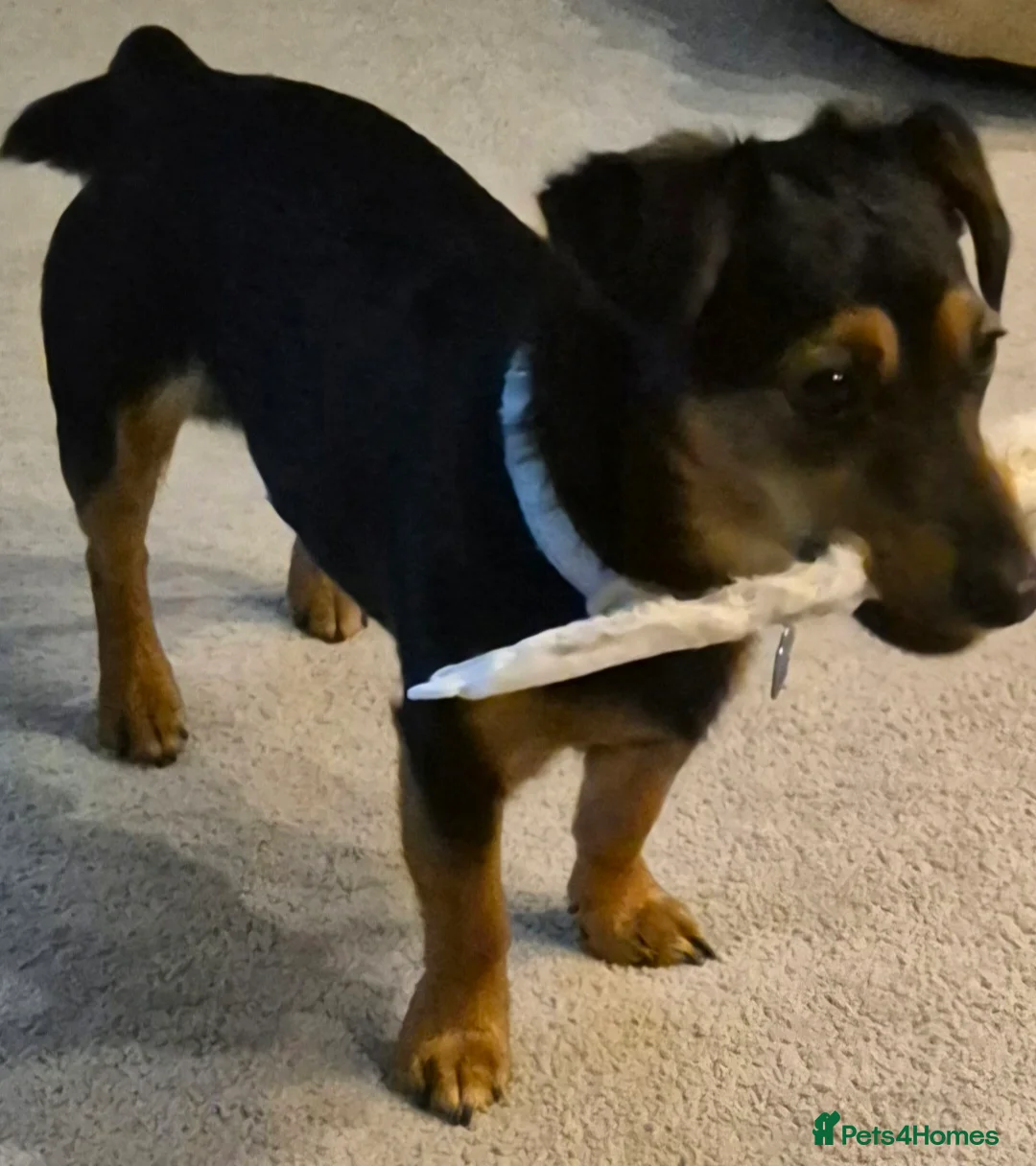 Jack Russell dogs for stud: Dog for stud  - Advert 2