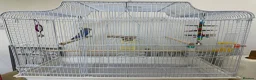 Budgerigars birds for sale: Blue Healthy budgie  in London - Advert 4