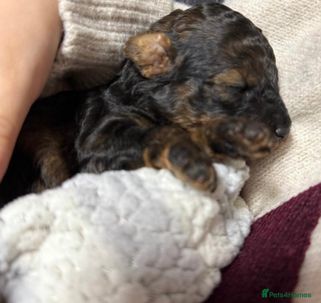 Toy Poodle dogs for sale: KC registered sable toy poodles  - Advert 14