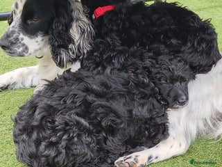 Cockapoo dogs - Advert 26