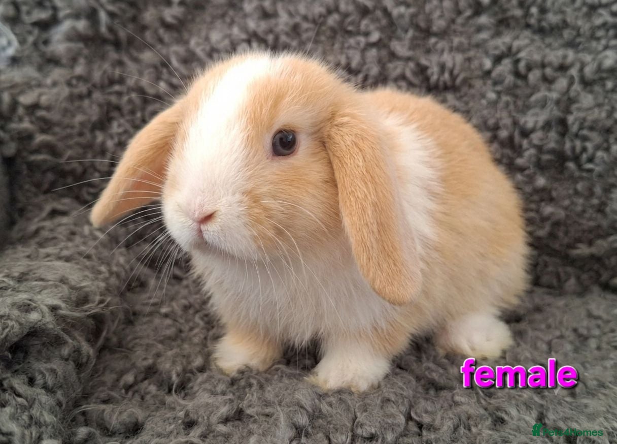 Mini Lop rabbits Adorable Mini Lop Baby Rabbits For Sale - Advert 7