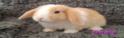 Mini Lop rabbits for sale: Adorable Mini Lop Baby Rabbits For Sale - Advert 1