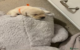 Labrador Retriever dogs for sale: Beautiful chunky yellow  Labrador puppy’s  - Image 16