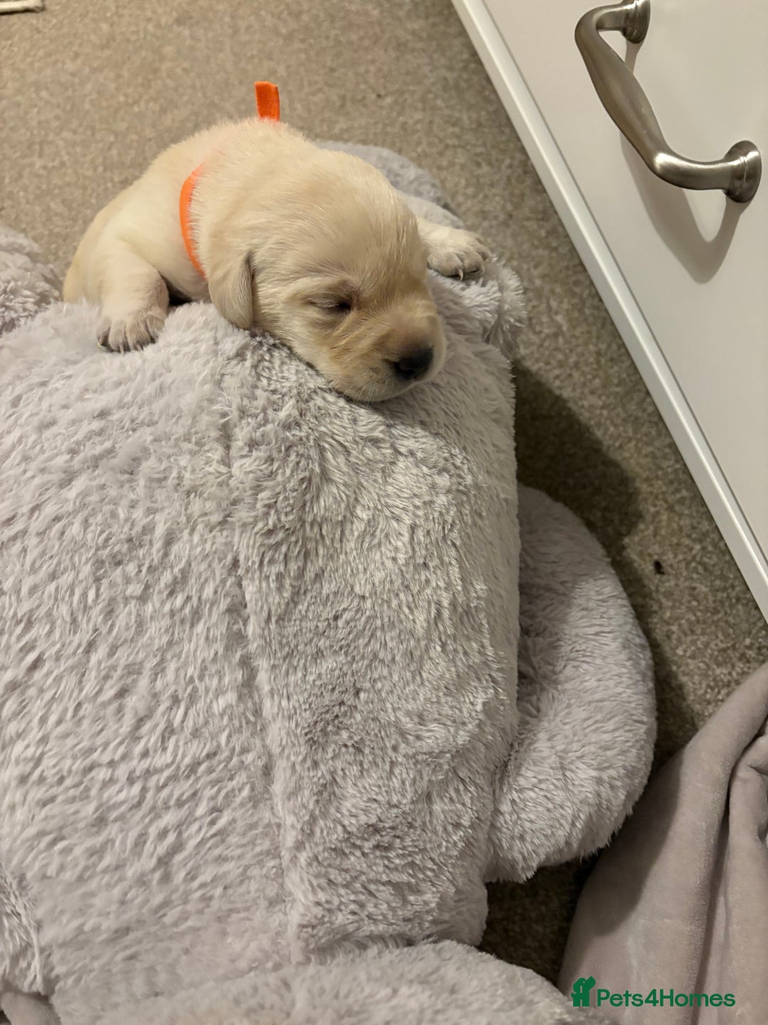 Labrador Retriever dogs for sale: Beautiful chunky yellow  Labrador puppy’s  - Image 16