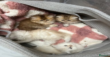 British Longhair cats - Advert 6