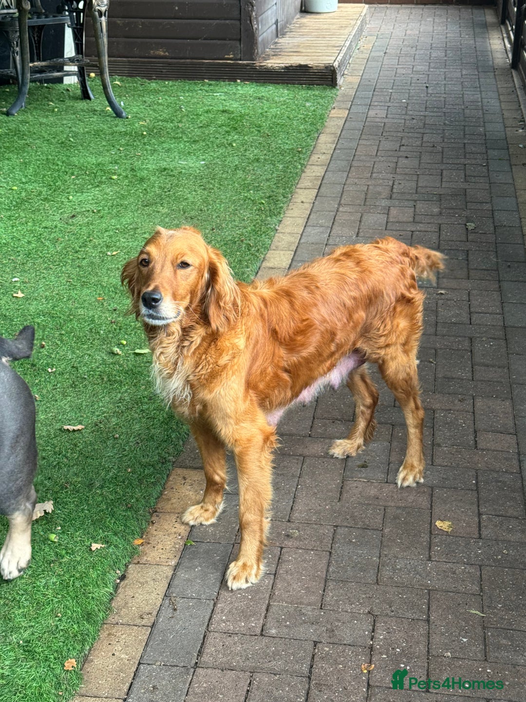 Golden Retriever dogs for sale: Last Stunning Male Pup Health Tested Parents  - Image 8