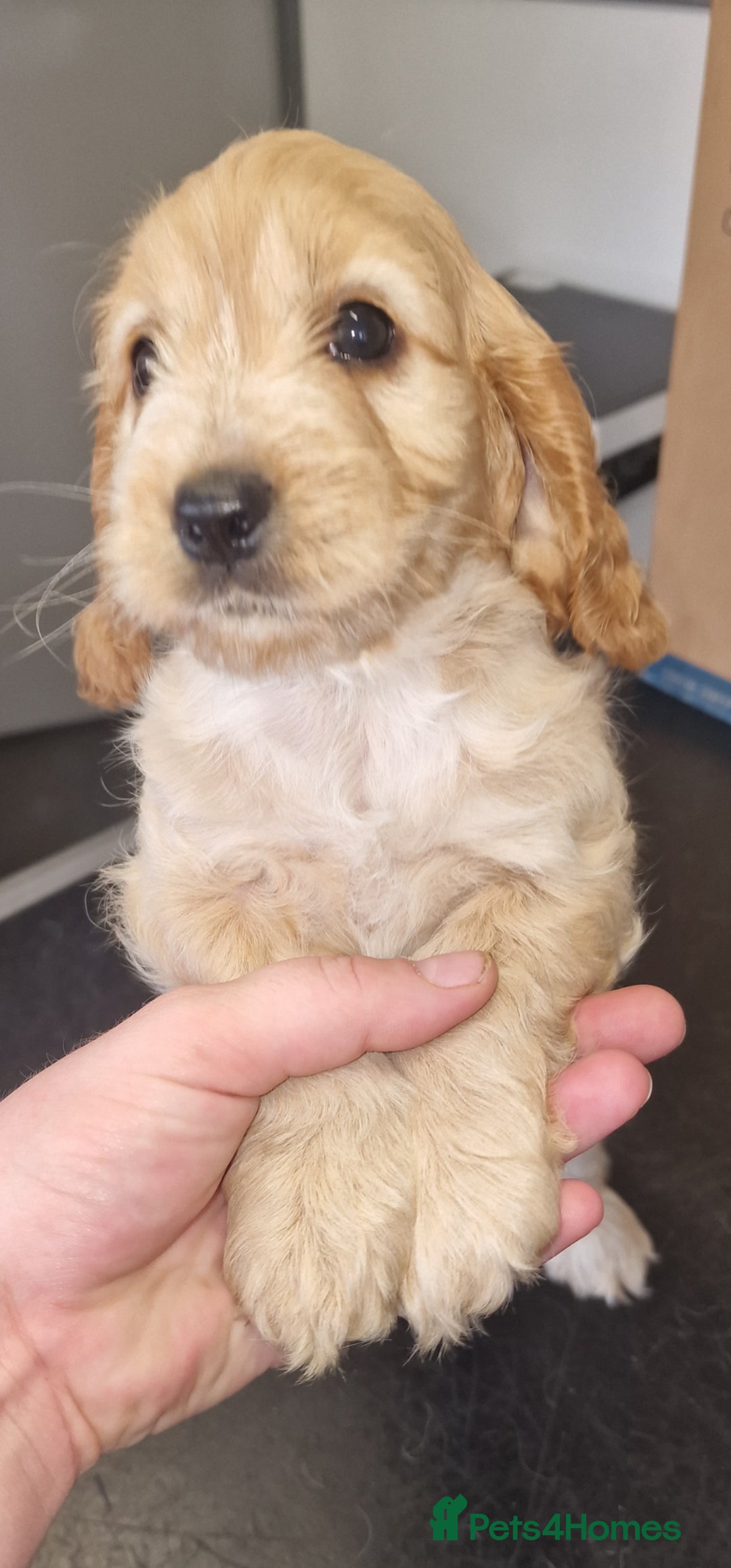 Cockapoo dogs for sale: Cockapoo pups  - Image 3