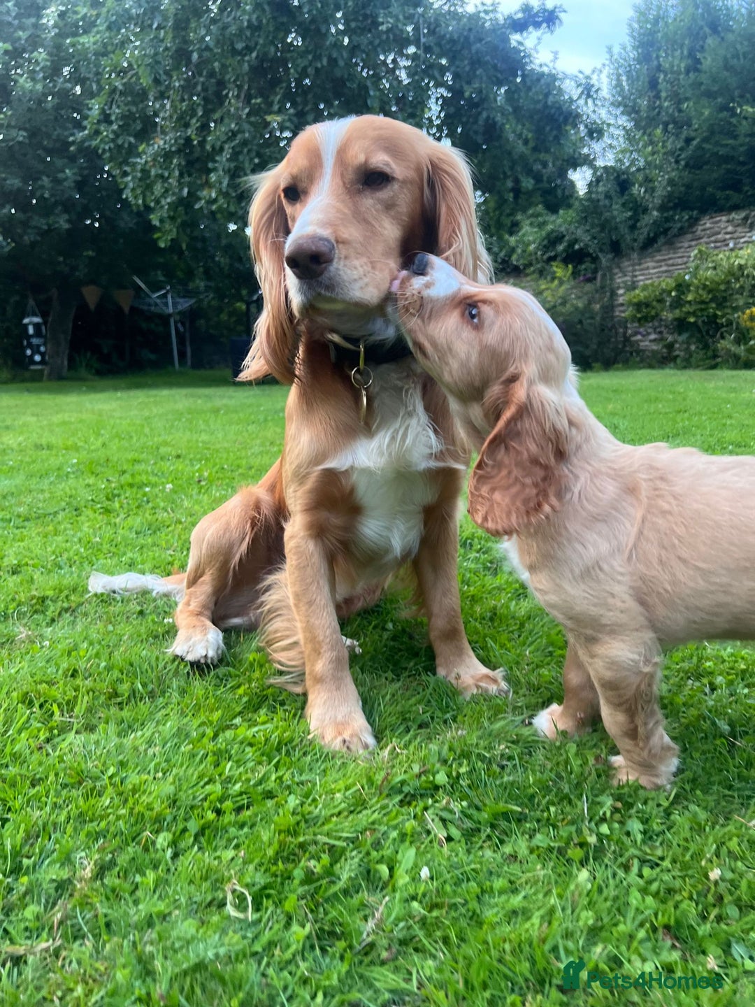 Cocker Spaniel dogs for stud: Working Gun Dog Stud  - Advert 11