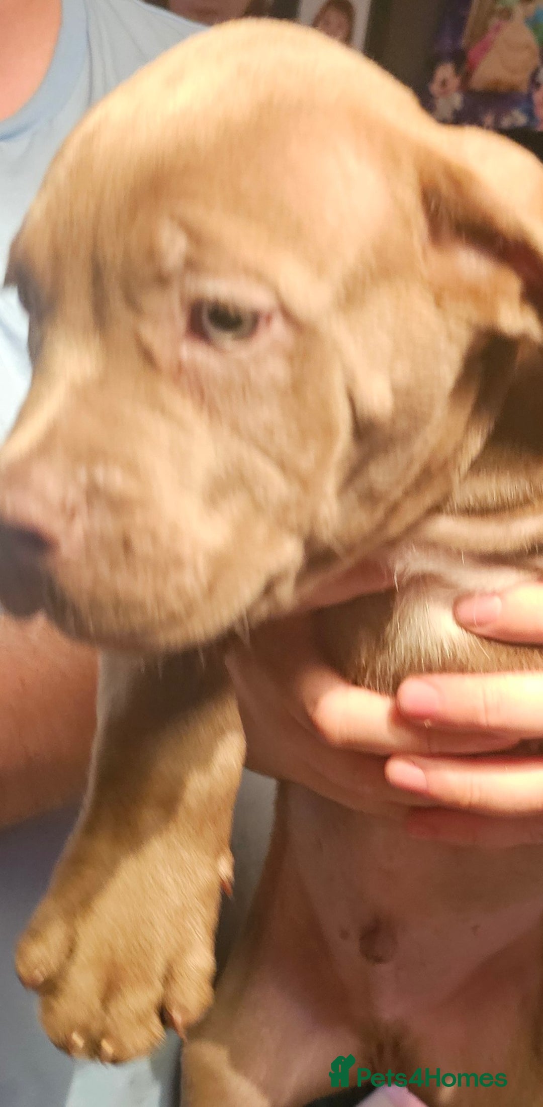 Mastiff dogs for sale: Mastiff Hybrids  - Image 26