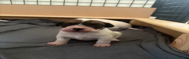 Parson Russell Puppy 4