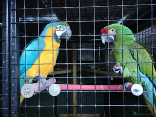 Macaws birds Blue&Gold Macaw& Military Macaw - Advert 11