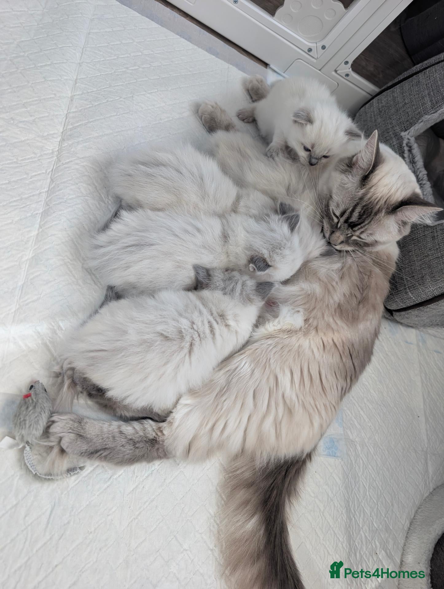 Ragdoll cats for sale: Kitten - Advert 3