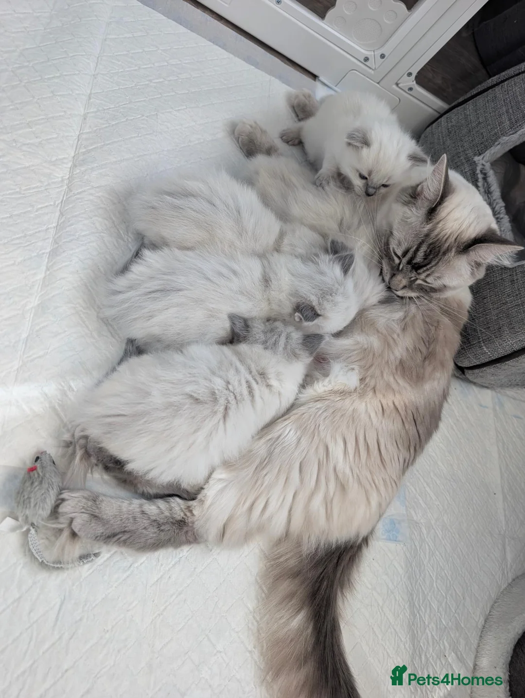 Ragdoll cats for sale: Kitten in Livingston - Advert 1