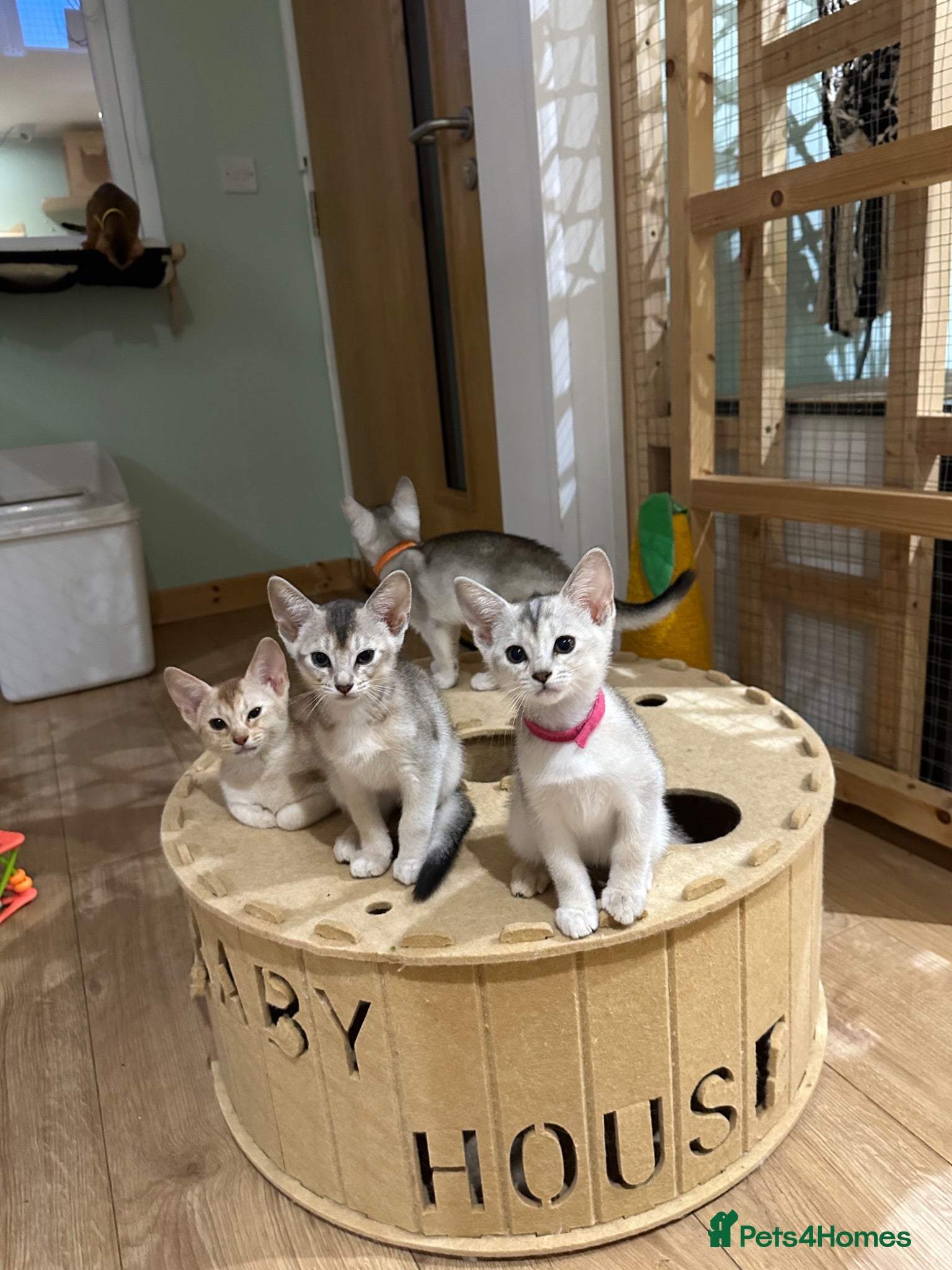 Abyssinian cats Silver Abyssinian kittens  - Advert 9