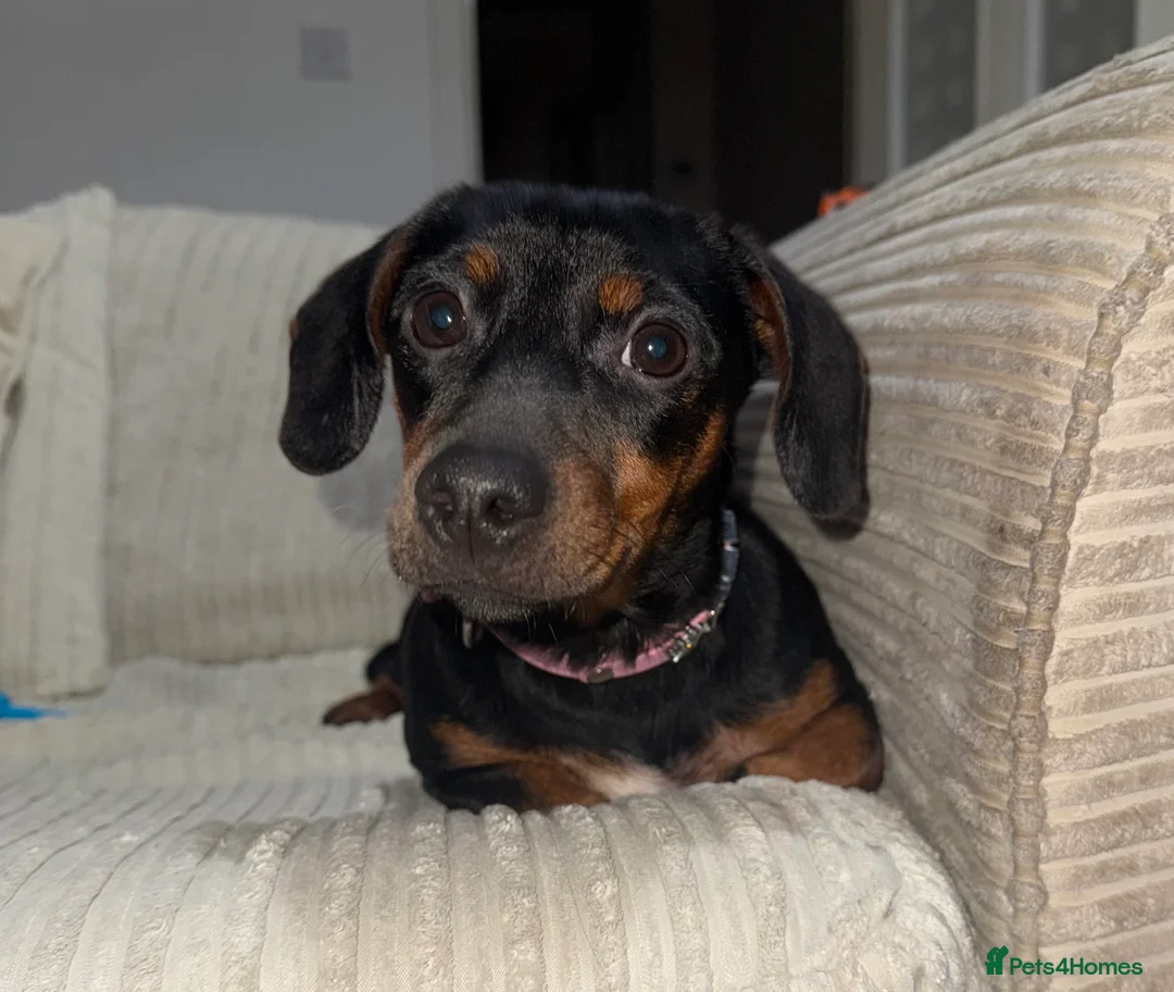 Jackshund dogs for sale: Pippa - Advert 1