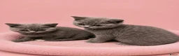 British Shorthair cats for sale: Beautiful kitten 💖 - Advert 7