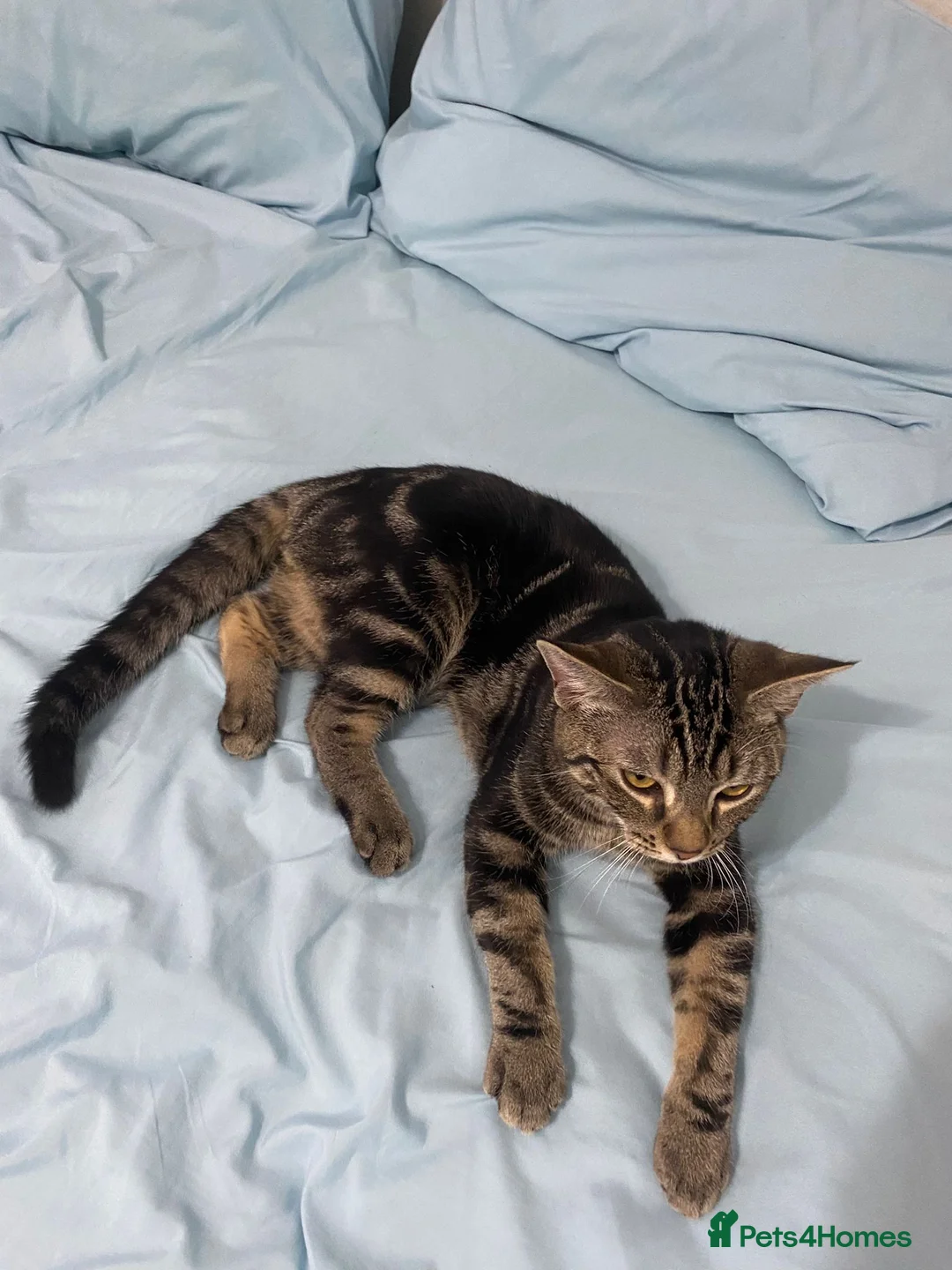 British Shorthair cats for sale: Kittens of 6 months NEED GONE URGENTLY  - Advert 11