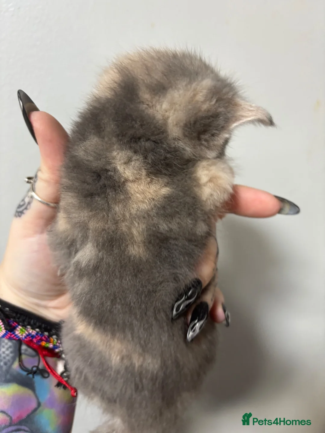 Mixed Breed cats for sale: Cute kittens for sale  in Canterbury - Advert 9