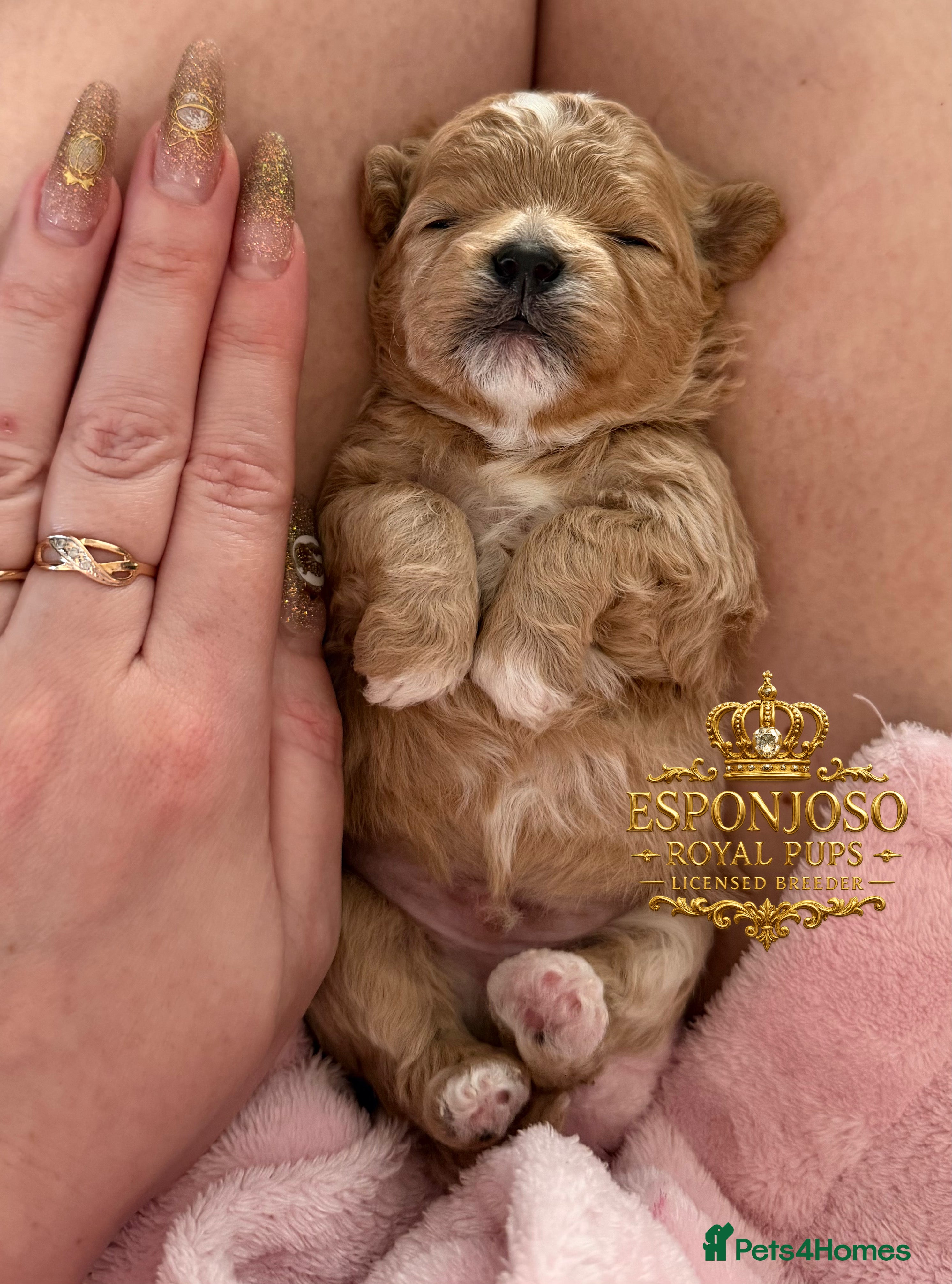 Maltipoo dogs 👑One in a Million Ultra Tiny F1 Asian Maltipoo👑 - Advert 1