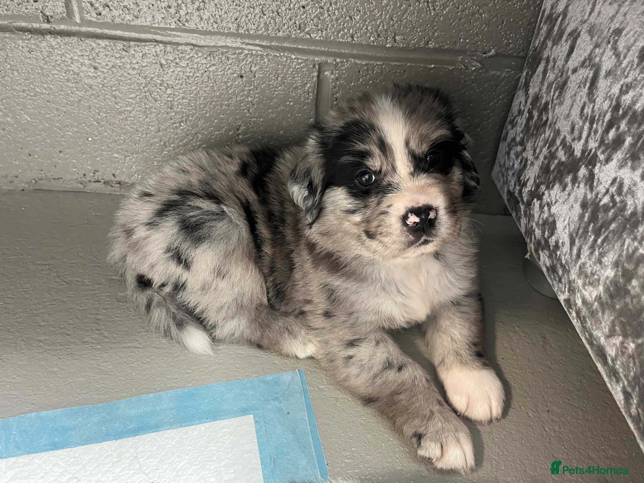 Mixed Breed dogs Golden Retriever x Australian Shepherd Puppies - Advert 1