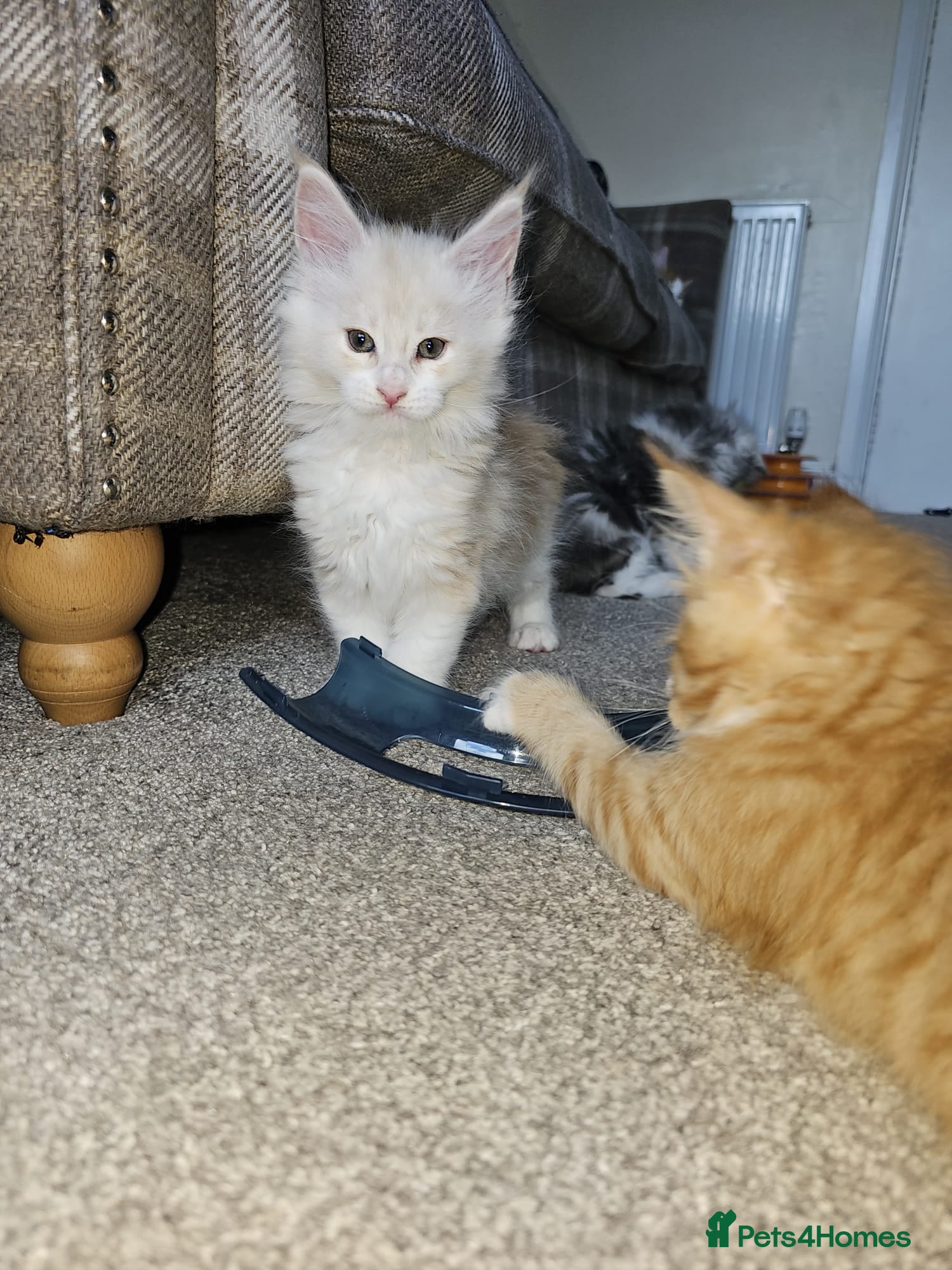 Maine Coon cats Maine Coon Kittens - Advert 17