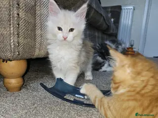 Maine Coon cats Maine Coon Kittens - Advert 9
