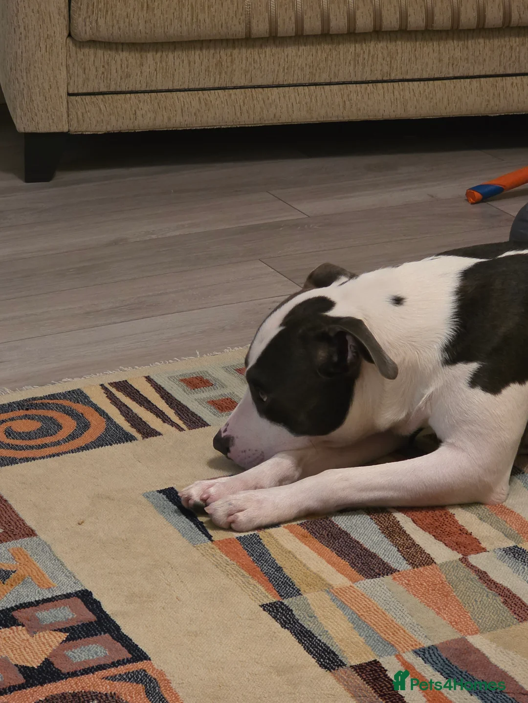 Mixed Breed dogs for sale: 2 year old Staffy x Pit Rocky. Needs loving home. - Advert 11