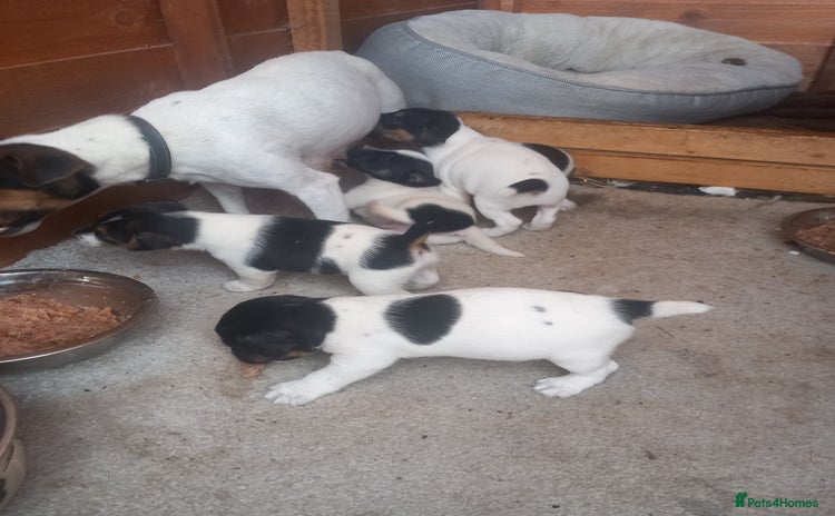 Jack Russell dogs - Advert 15