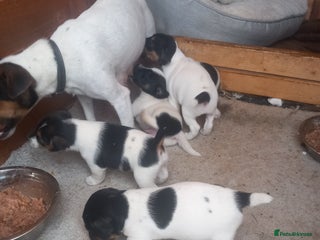 Jack Russell dogs - Advert 34