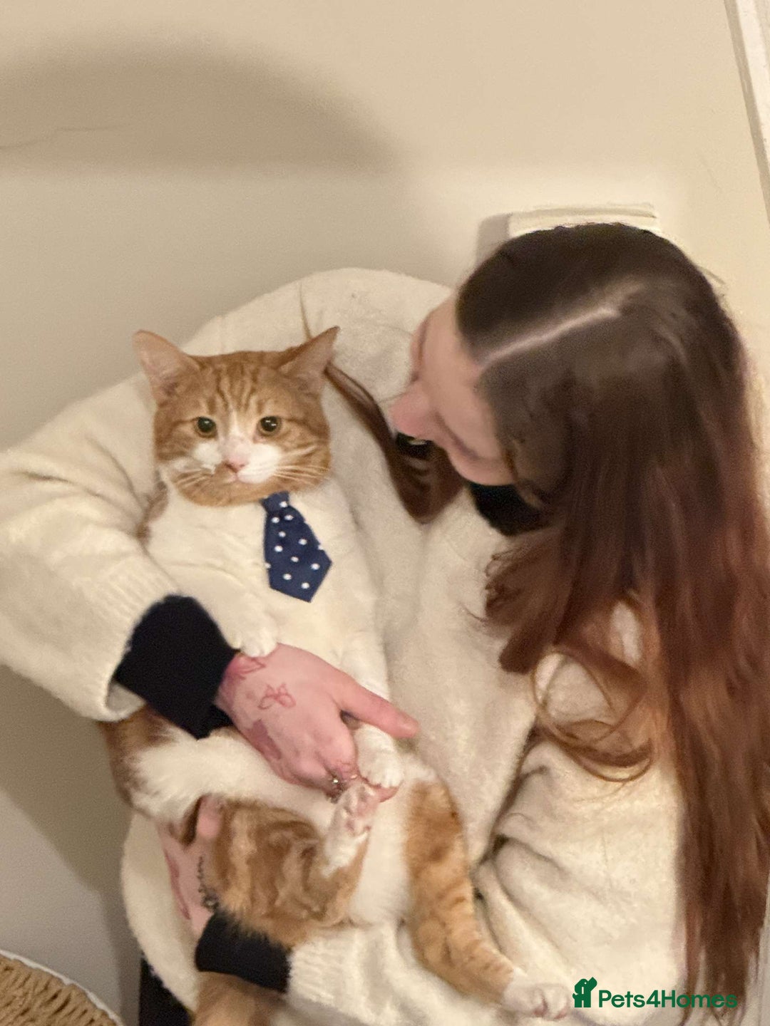 Domestic Shorthair cats for sale: Cheeto  - Advert 1