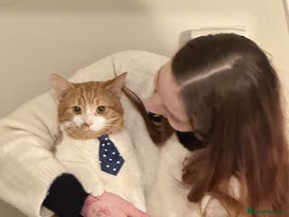 Domestic Shorthair cats Cheeto - Advert 10