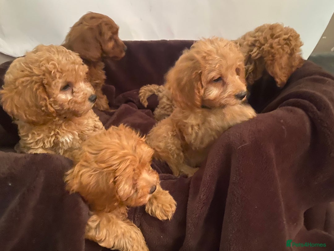 Cavapoo dogs for sale: Extensively DNA 200 tests BVA heart/eyes clear  - Image 4
