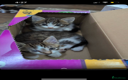 Mixed Breed cats for sale: 2 month old kittens ready for their forever homes  - Image 7